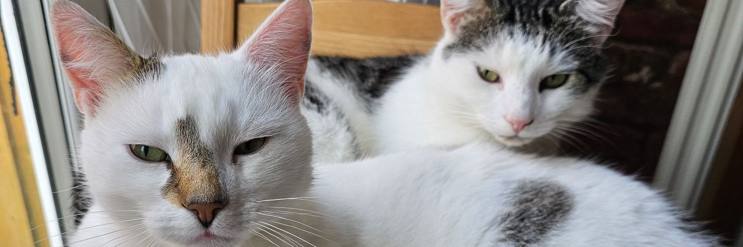 DeadlyKitten95's profile banner image