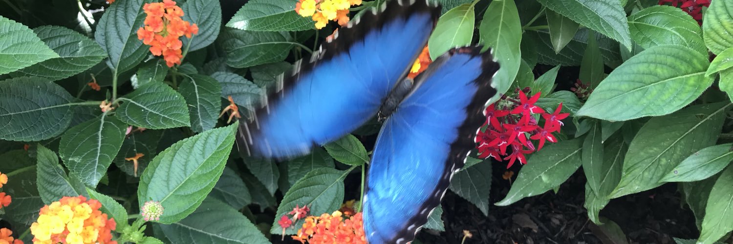 Butterfly3Blue's profile banner image