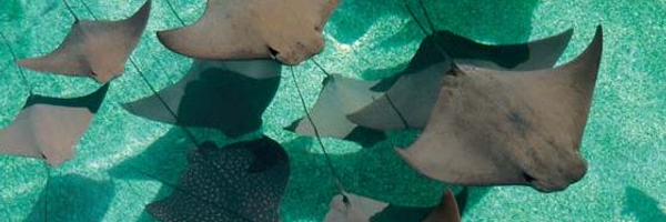 LeahInman Profile Banner