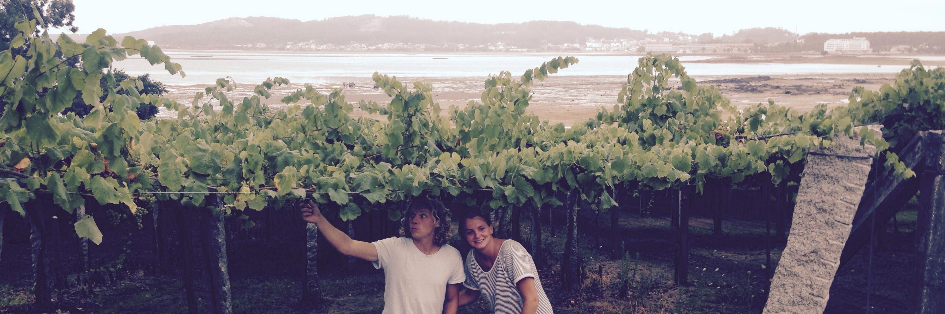 grapehunters's profile banner image