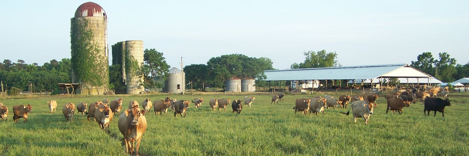LowcountryC's profile banner image