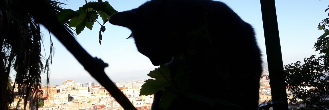 VitoMocella's profile banner image