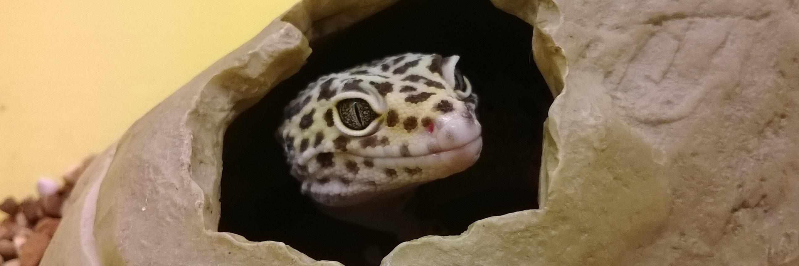 EcoExplorersNUI's profile banner image