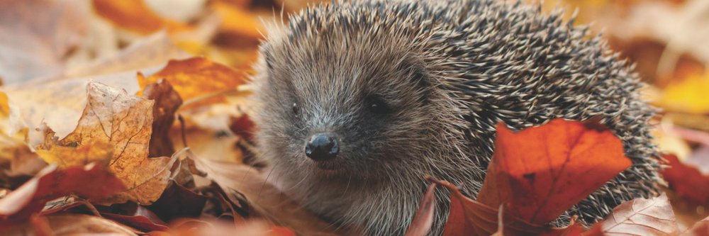 YorksNatureTourism banner