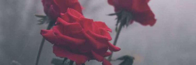 mogtreb2's profile banner image