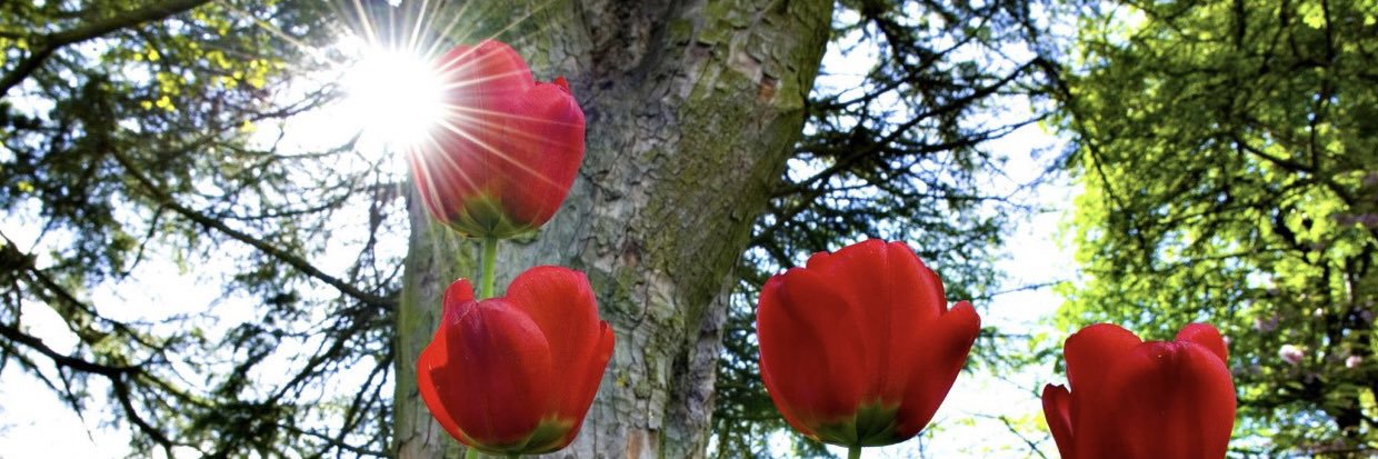 Kimberly_J_Hall's profile banner image