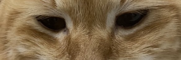 annaorclara's profile banner image