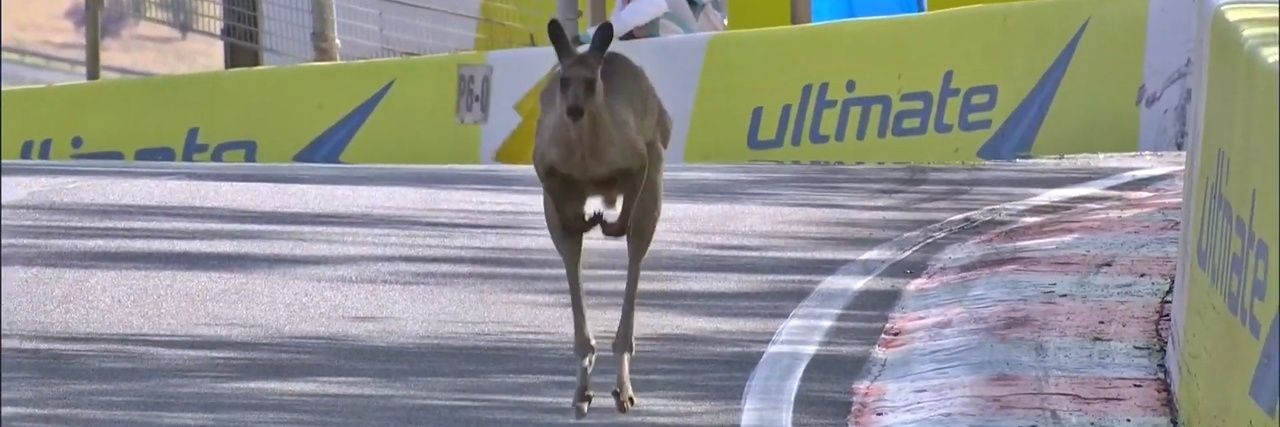 Bathurst Kangaroo banner