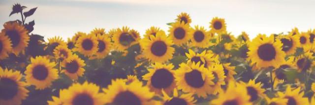 AmandaSansone2's profile banner image