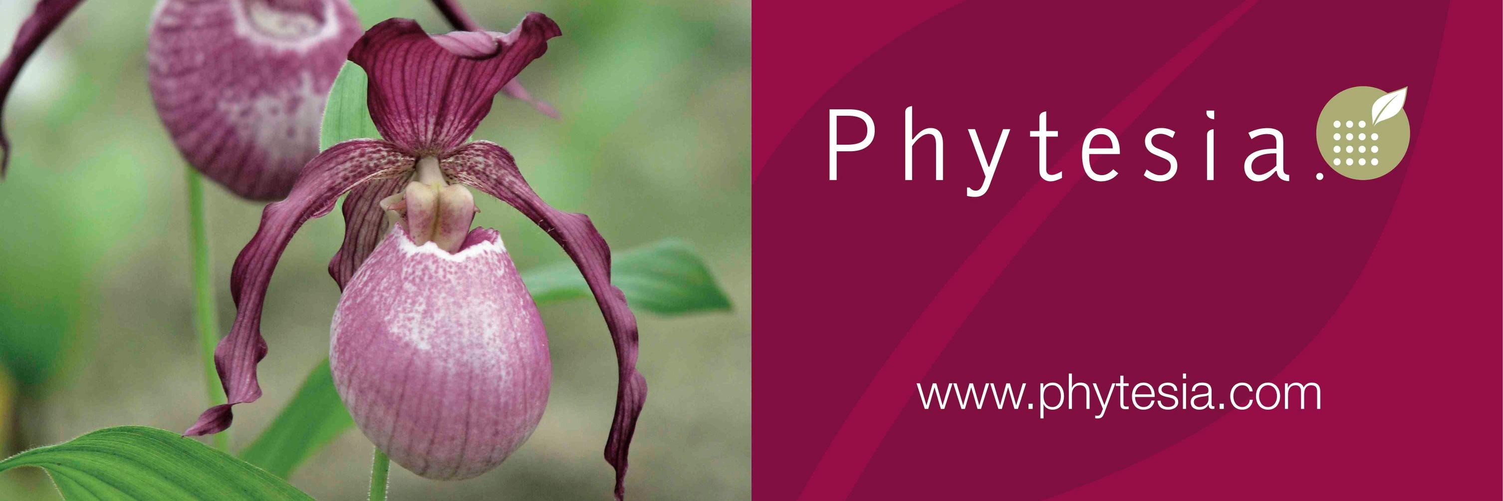 Phytesia's profile banner image