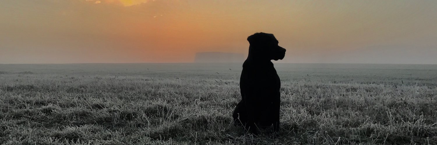 acerdogs's profile banner image