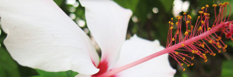 Pissouri's profile banner image