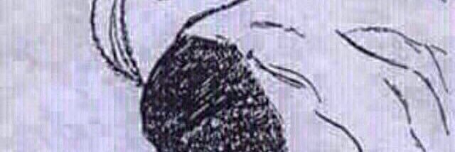 sa7aralmas's profile banner image