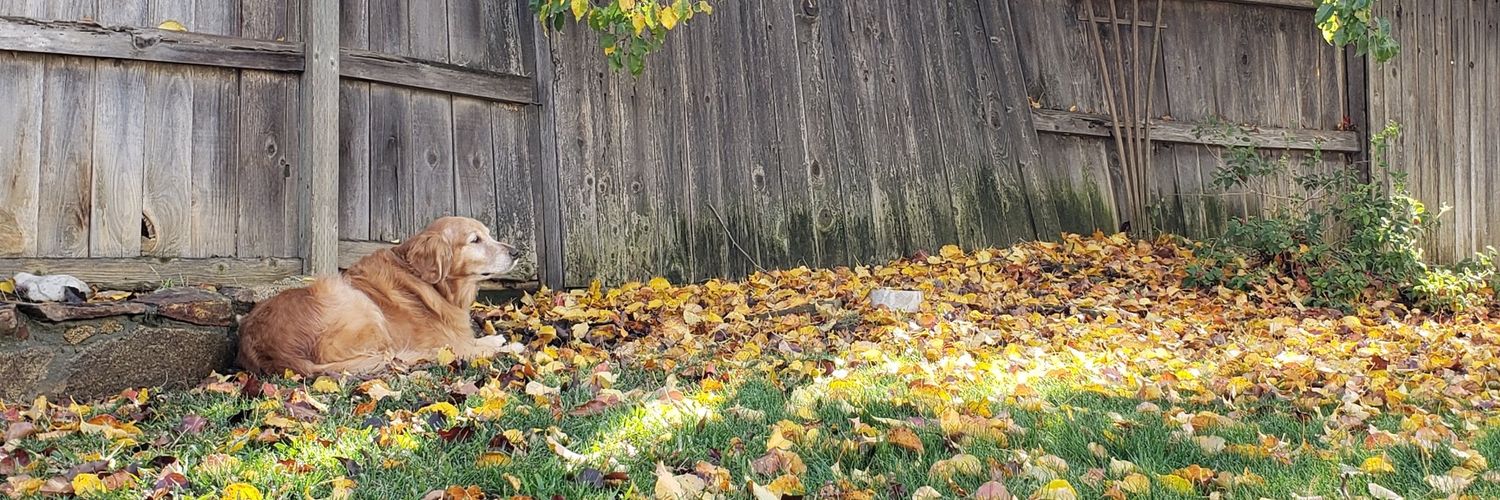 pooter banner