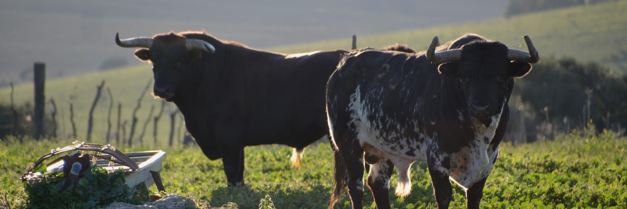 BullWatchCadiz's profile banner image