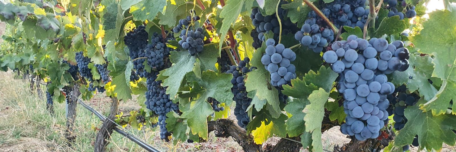 Maria S. Pacheco banner