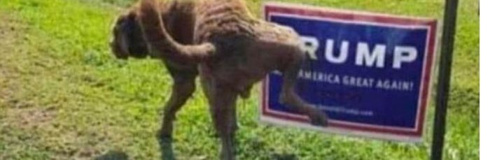 SayNoToJeb's profile banner image