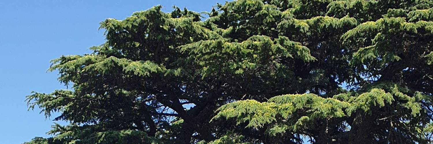 georgesfares11's profile banner image