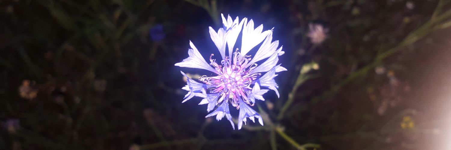 Disseausprinzip's profile banner image