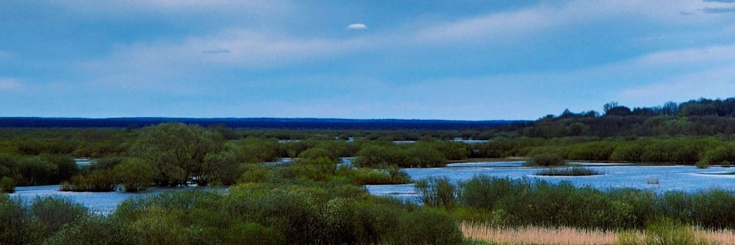 Svetlana Isayonak banner