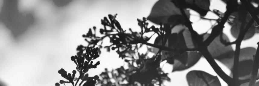 silvia_cks's profile banner image