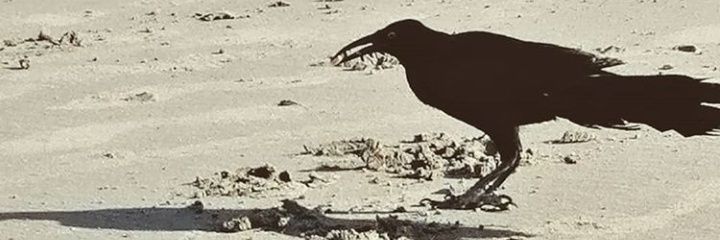 caceloquillo's profile banner image