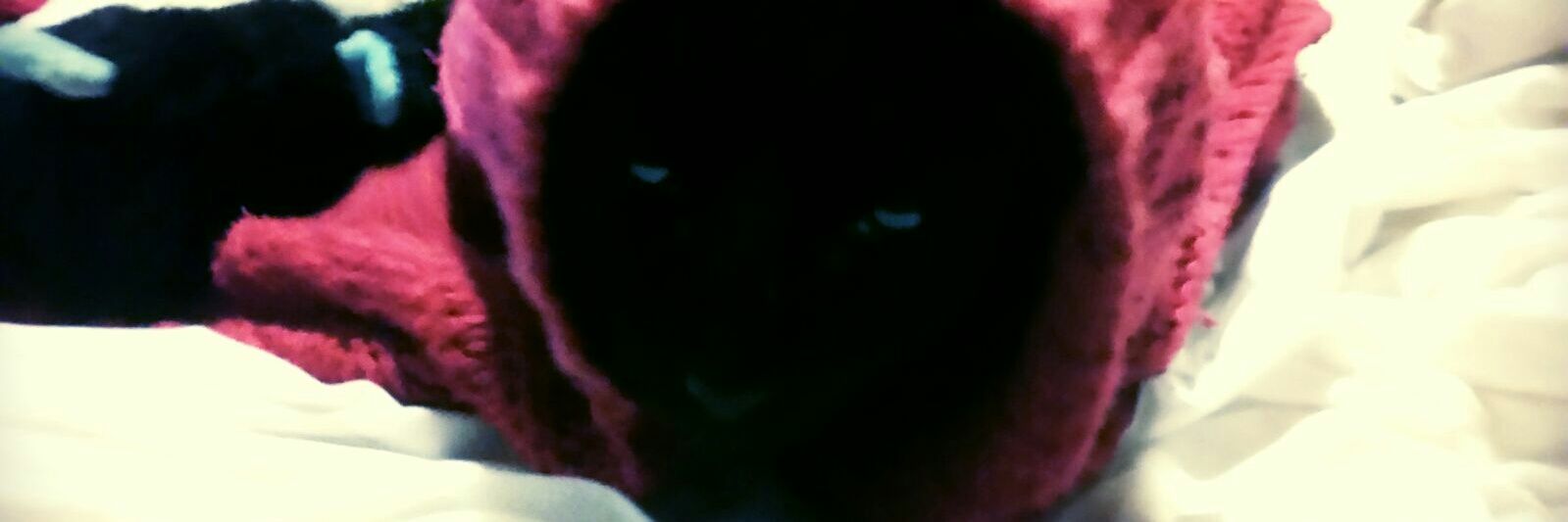 Nightmare4263 banner