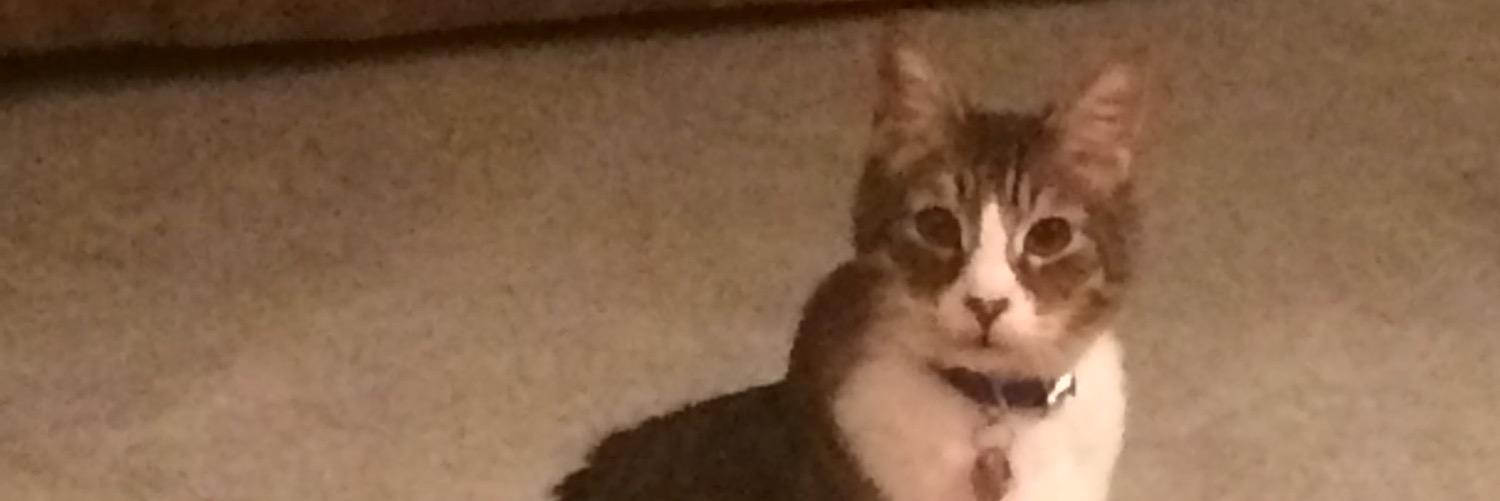 CatnamedJonah_'s profile banner image