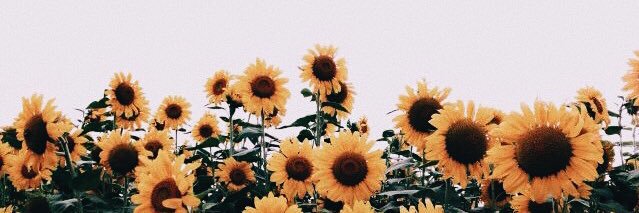 Raquel Romero banner