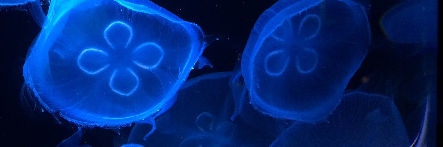 halogen4277's profile banner image