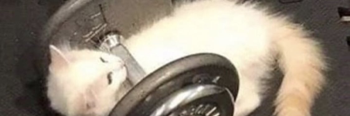 cool_catzzzz's profile banner image