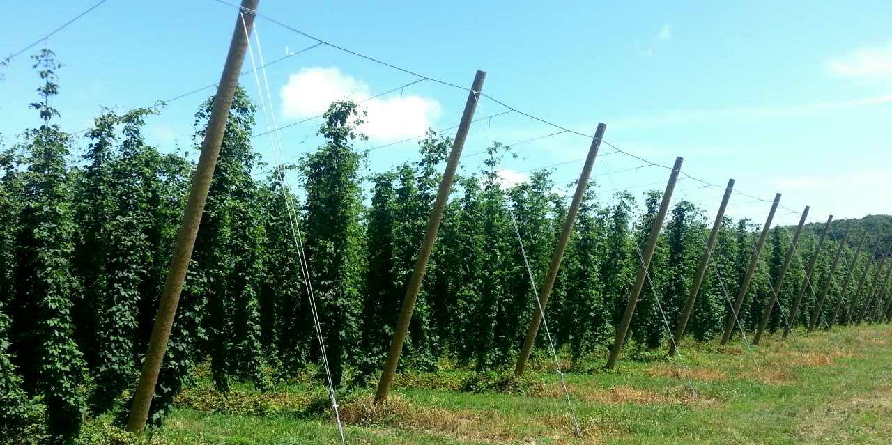 MichBeerGuys's profile banner image