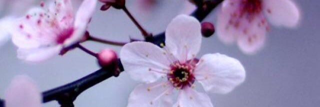 frieda_docter's profile banner image