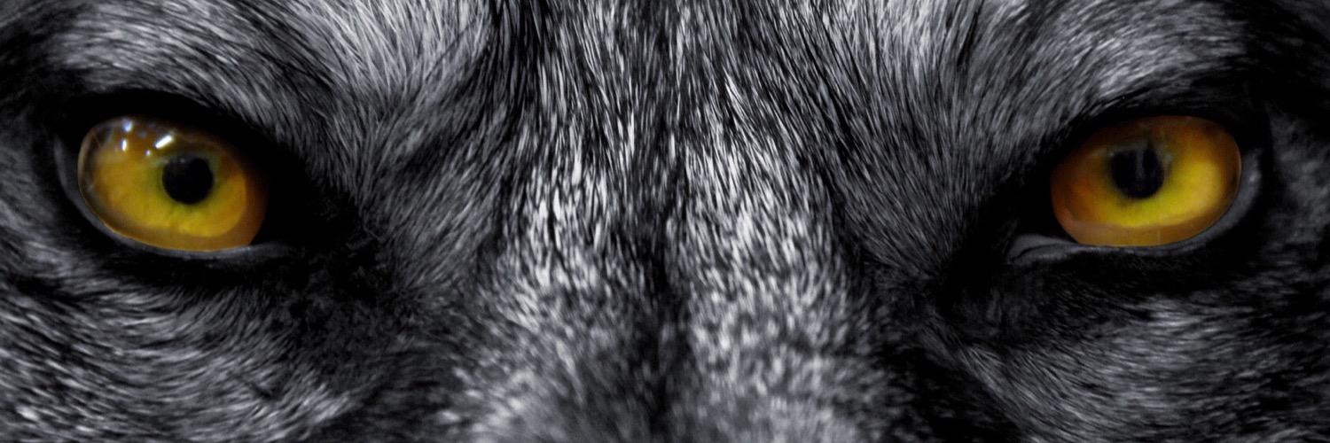 DarkHowling's profile banner image