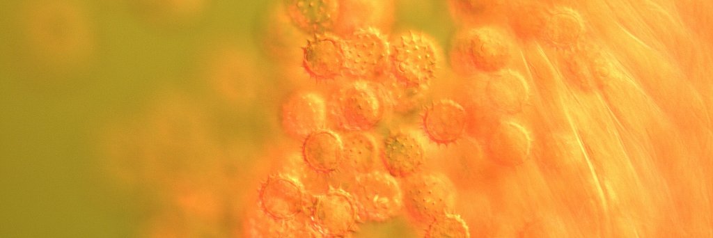 plantgenome's profile banner image