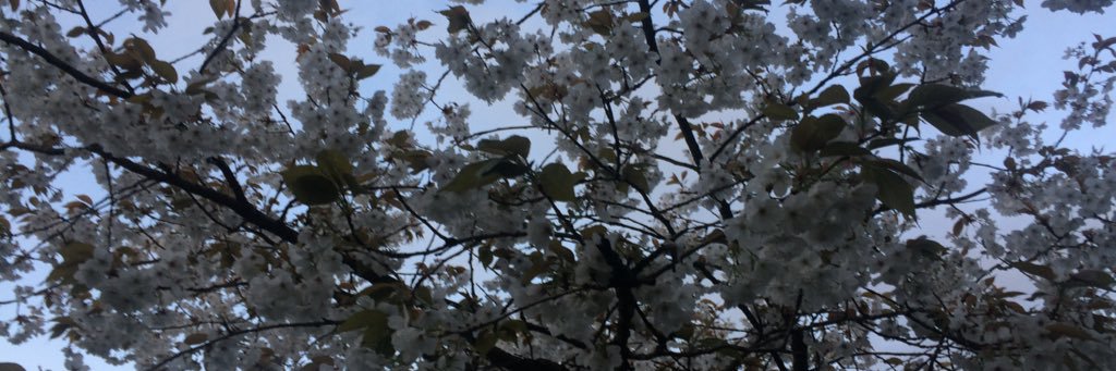 ColvilleAlex's profile banner image