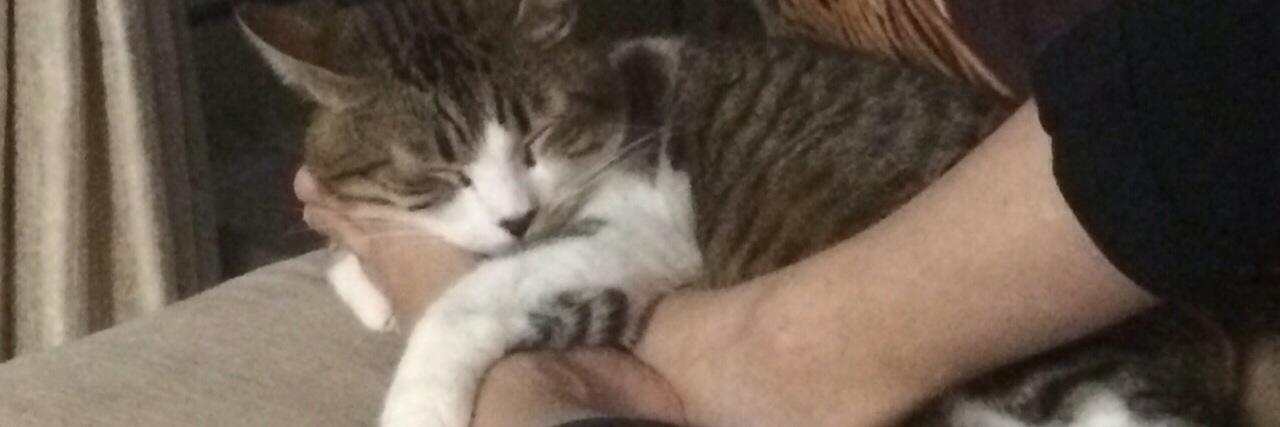 Kittendreamer1's profile banner image