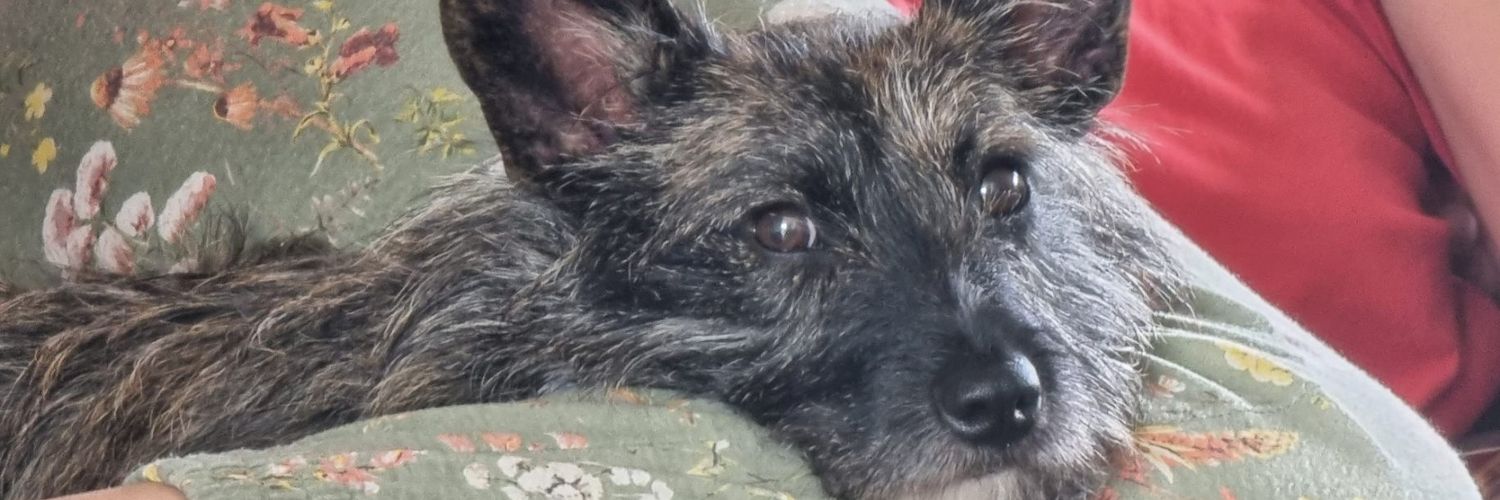 dwelfine🇨🇵🇮🇱🇭🇺🇷🇺 banner