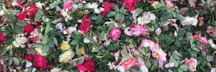 CPdmf's profile banner image