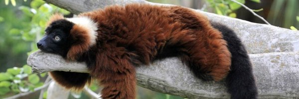 Evan_Arkadia Profile Banner