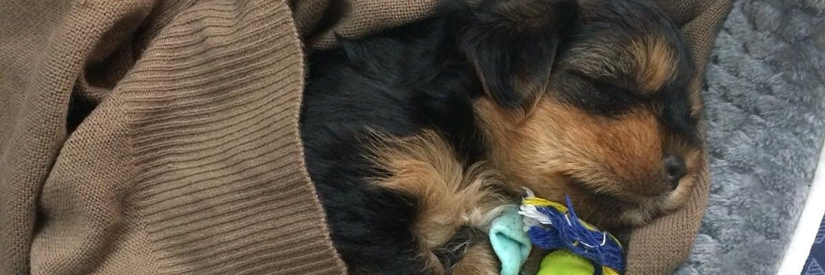 Sandrafloresc98's profile banner image