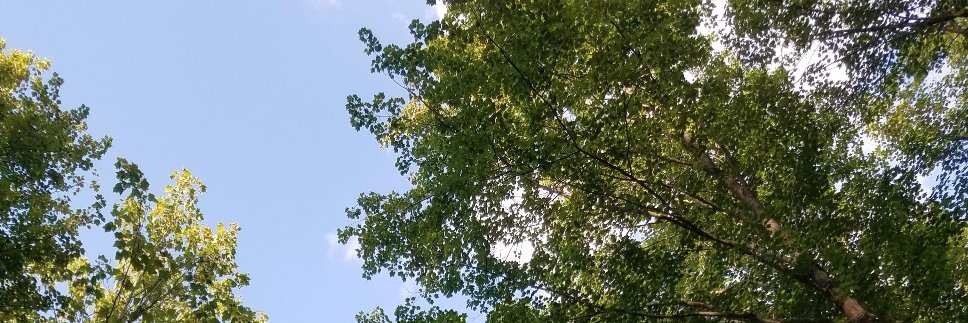 EmilyStLifer's profile banner image