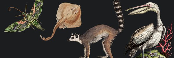 mncn_csic Profile Banner