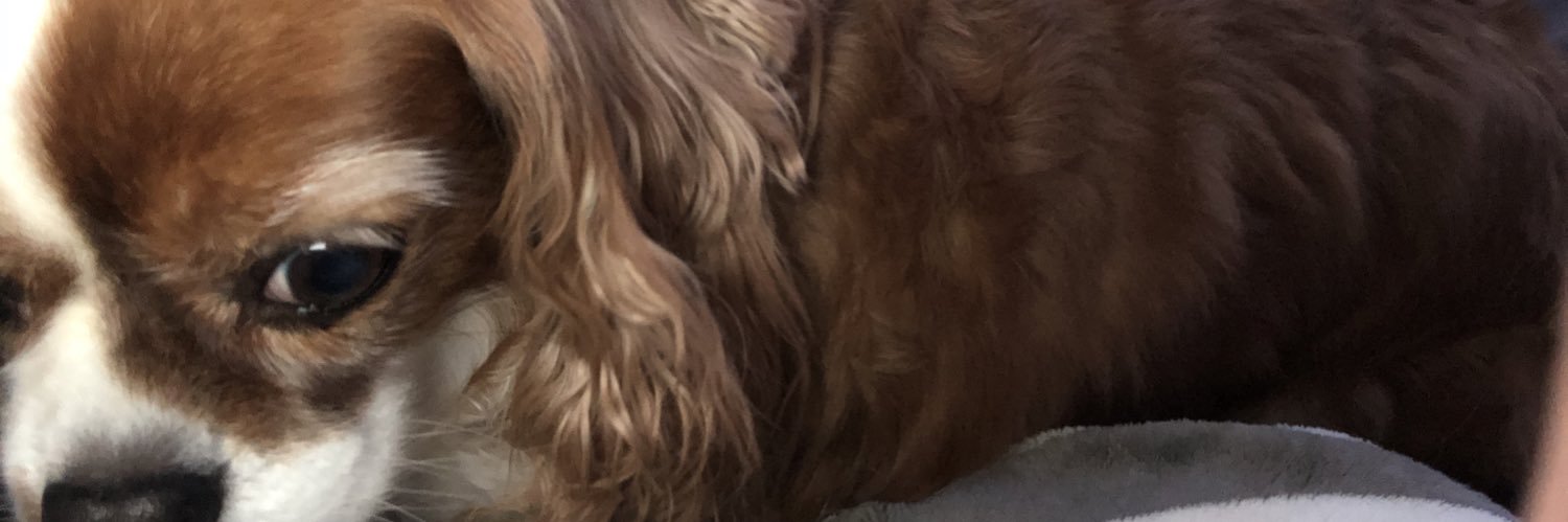 kappy_Mu's profile banner image