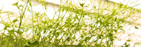 IBMCP Profile Banner