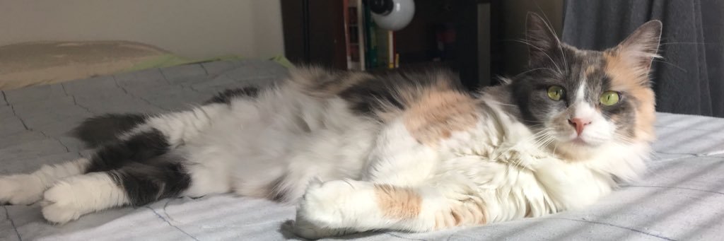 nattfarm's profile banner image