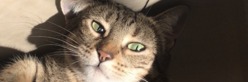 renileto's profile banner image