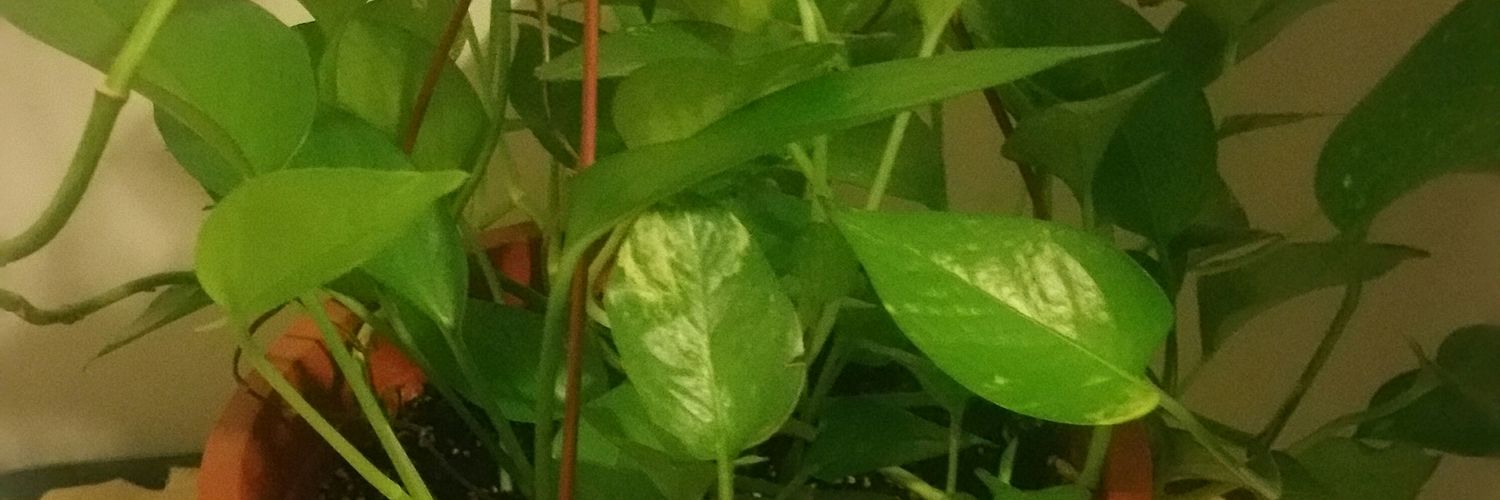 amoriah3's profile banner image