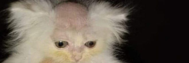 respondeu, teu cu é meu banner