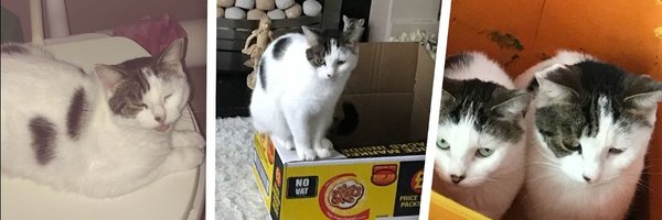 AmazzinRosey Profile Banner